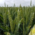Benchmarking costs of labour and machinery to crops in June