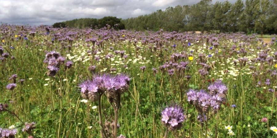 Flower mix on farm pulls in pollinators and public interest